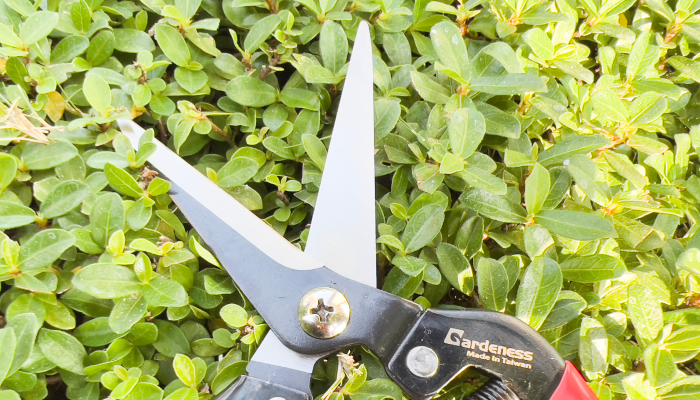 How to Use a Garden Hand Saw Properly?